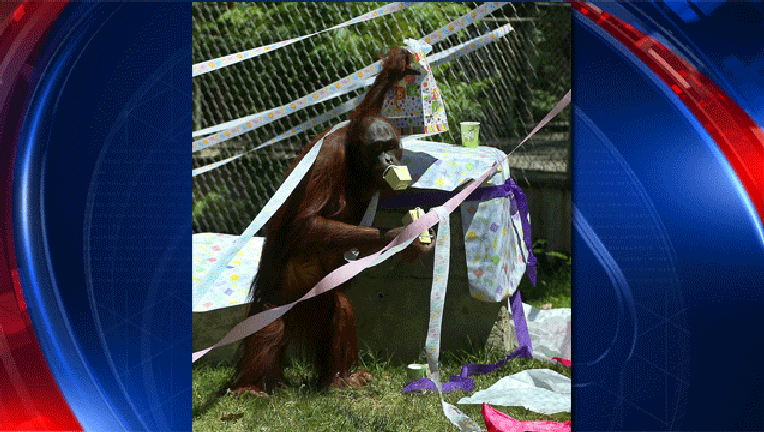 Orangutan-baby-shower_1481750697932.gif