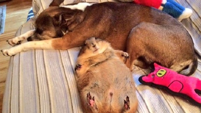 Prairie Dog 1_1488900298701-401096.jpg