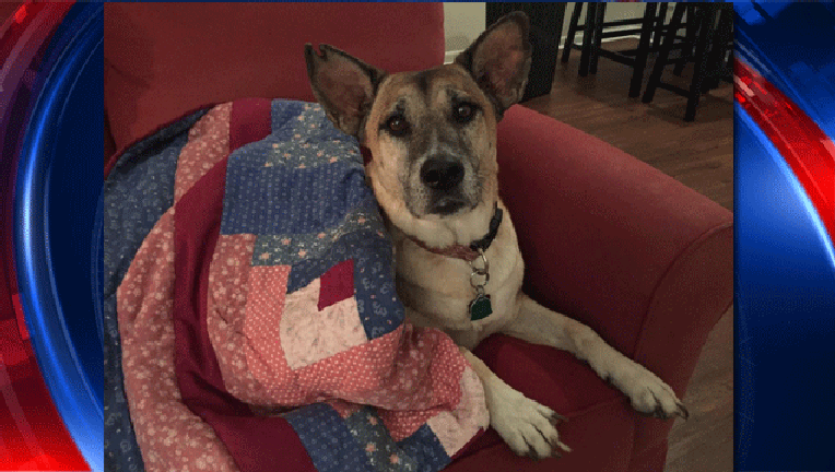Protect-your-pets_1481314249123.gif