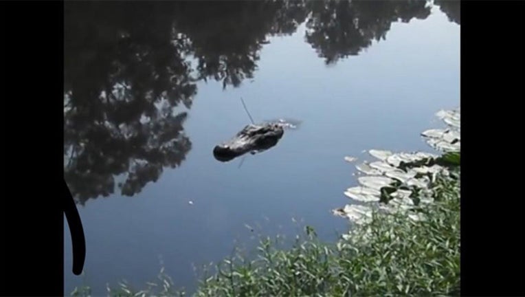 Remote-controlled alligator_1533770717030.jpg.jpg