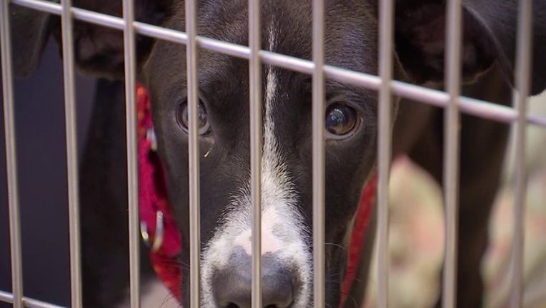 Rescue Dogs in Cage Stock (3)-401096