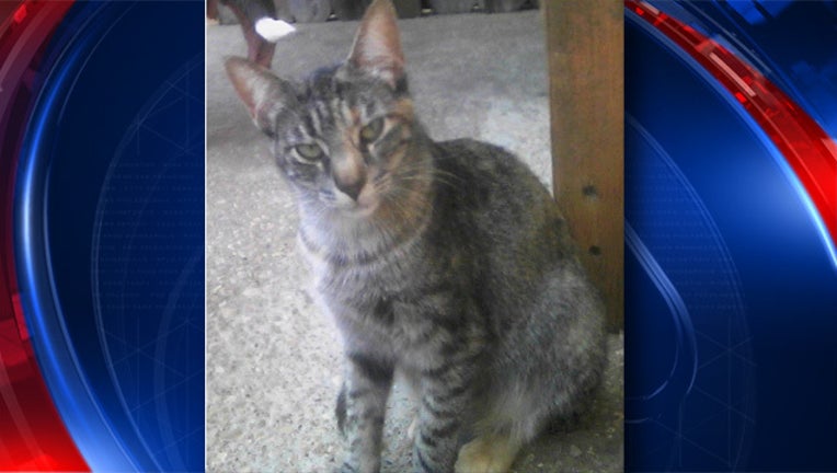 San Marcos rabies cat_1525988000634.jpg.jpg