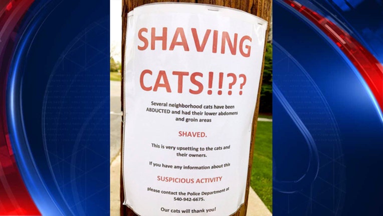 ShavingCats_1493424978671-401720.jpg