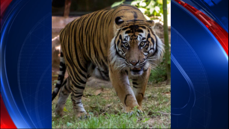 28654d33-Sumatran tiger_Zoo Atlanta_1494439720604-404959.PNG