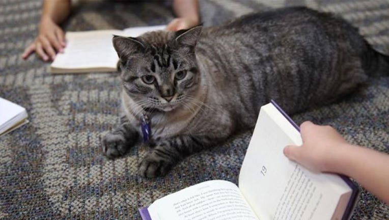 Texas-library-cat_1467422873143.jpg