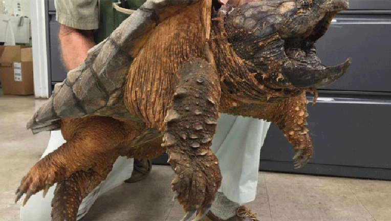 Turtle_1480551697115.gif