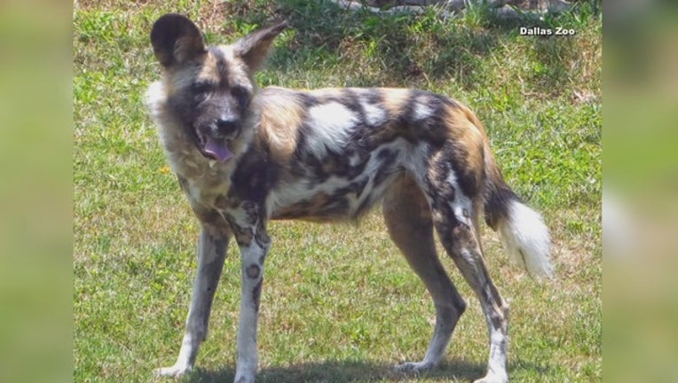 DALLAS ZOO PAINTED DOG DIES 9P_00.01.02.25_1562334773940.png-409650.jpg