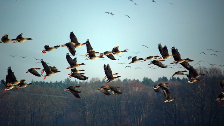 33e68072-Wild Geese Goose_1517606529734-401720.jpg