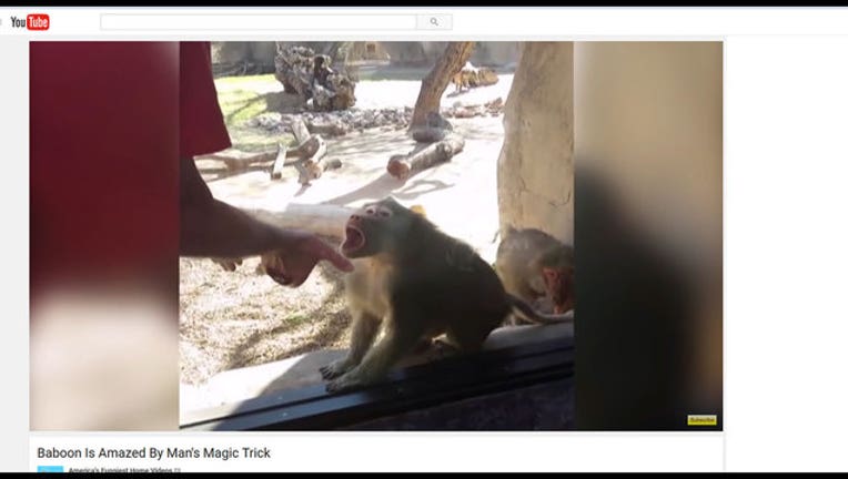 d0572e95-baboon-magic-trick_1458331593522-402429.jpg
