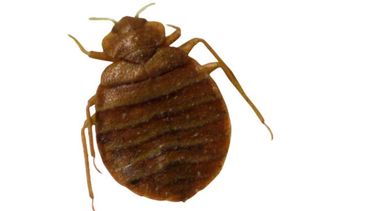 2342215a-bed-bug_1532117967504-402970.jpg