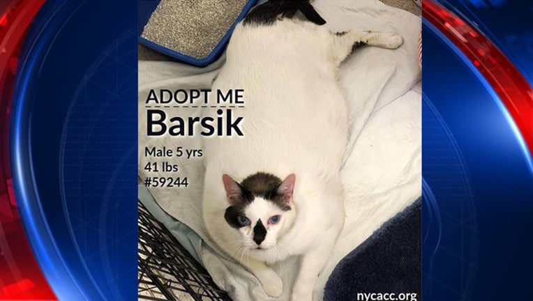 6e6163fb-big cat needs home_1554812772478.jpg-401385.jpg