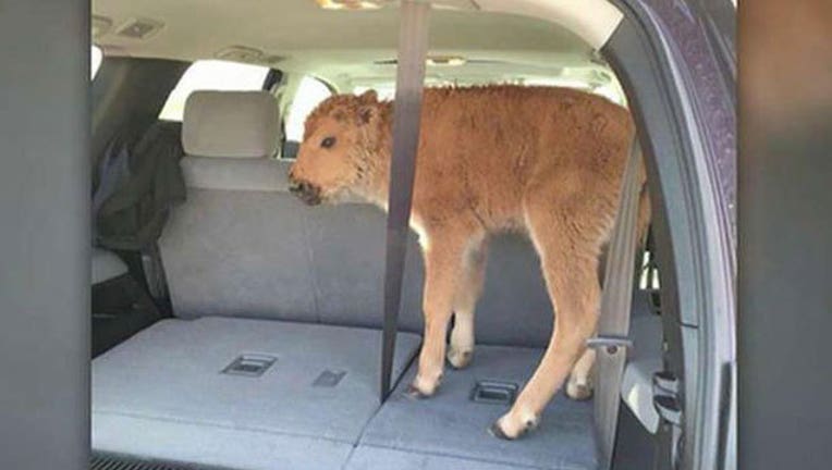 bison-calf-in-SUV_1464905529306.jpg