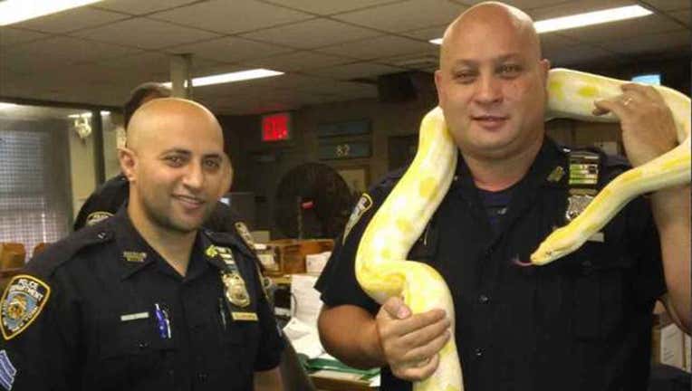 Boa Constrictor Confiscated-402970
