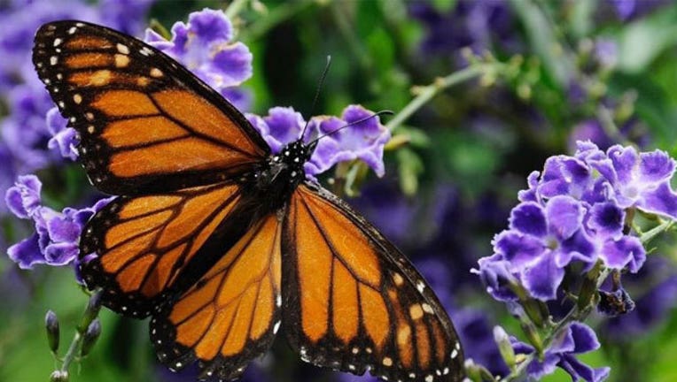 8304929f-butterfly_1464296551317.jpg