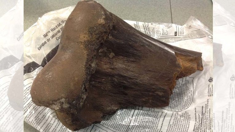 cape coral bone fragment_1534176133549.jpg-401385.jpg