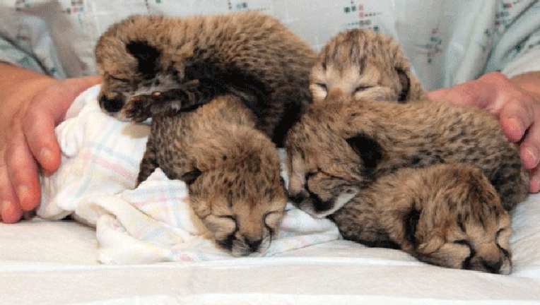 cheetahs_1458512182539.gif