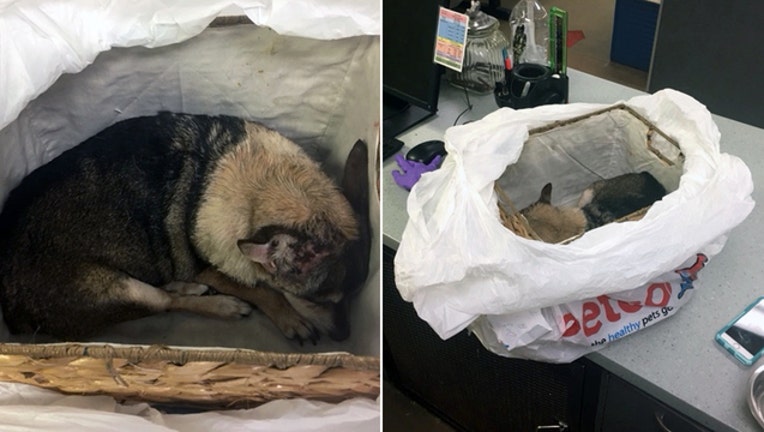 Dog, still alive, put in 2 bags, basket and left at DC shelter-401720