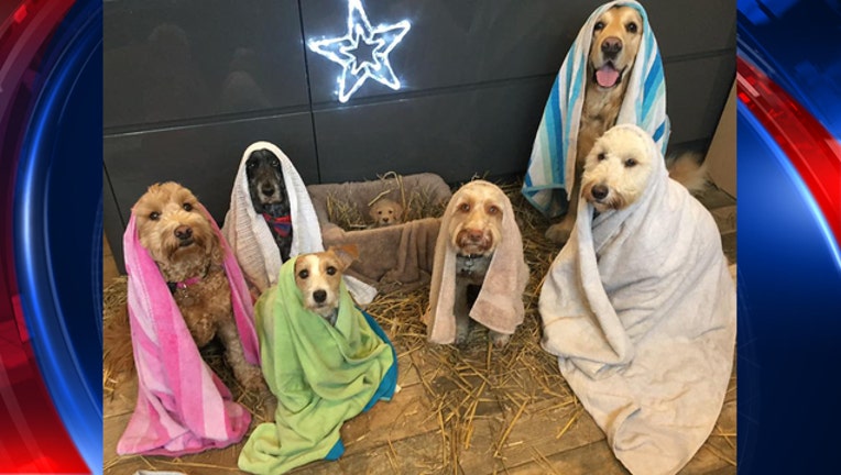 UK dog groomer recreates nativity scene-401720