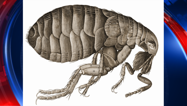 flea pic_1502490908387-408200.png