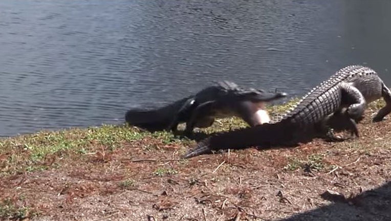 gator pond_1454617398168-401385.jpg