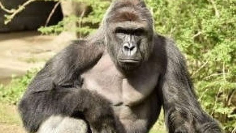 gorilla-harambe_1464531473311-404023-404023.jpg