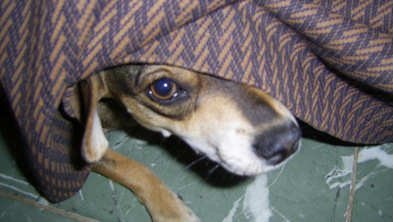 fa827396-hiding dog_1463484783116-401385.jpg
