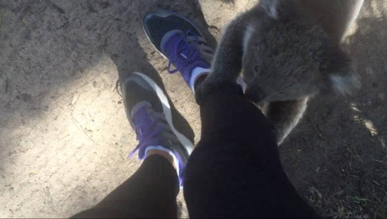 e108b448-koala-tourist_1449366057629-404023.png