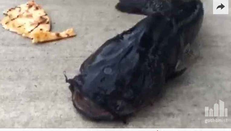 mutantfish_1447083616706-402970.jpg