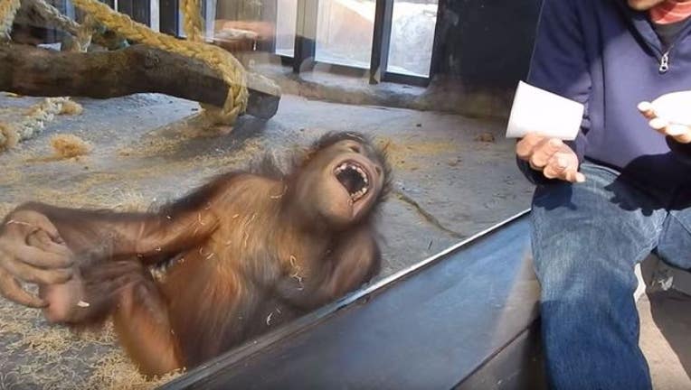 1ae26207-orangutan-magic_1449836101517-404023.JPG