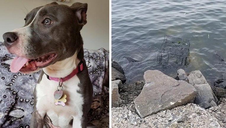 pit_bull_caged_left_to_drown_NJ_073118_1533034392012-401096.jpg