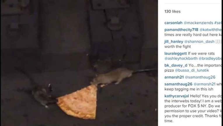 Pizza Rat Part 2-402970