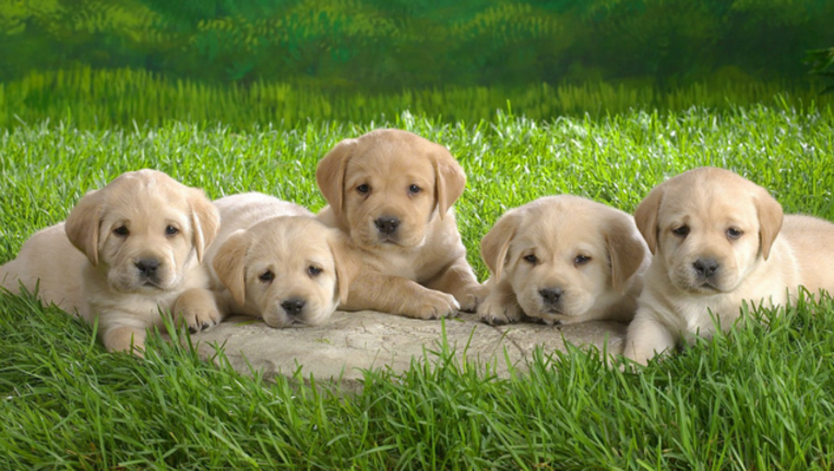 4b78f4ca-puppies_1487354178120-404023.png