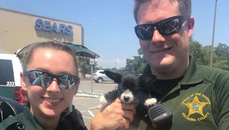 puppy rescue web_1526392074153.png-402429.jpg