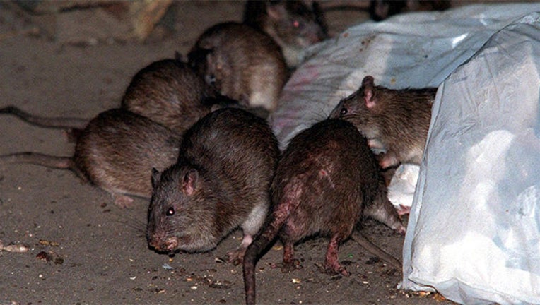 rats-nyc_1487127527015-402970.jpg