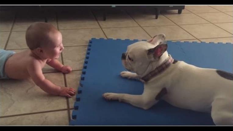 screengrab baby and bulldog_1442872494755-401385.JPG
