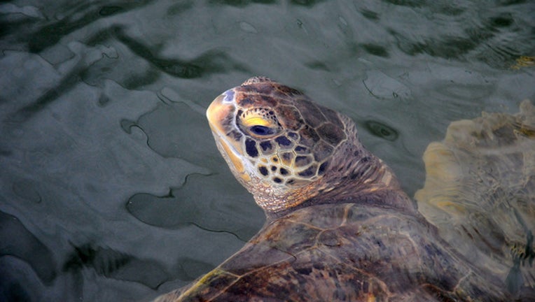 359f3bae-sea turtle_1446731473444-401385.jpg