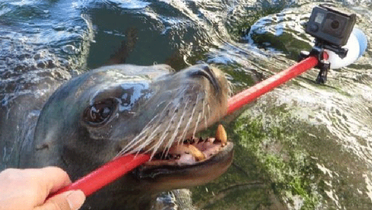 seal-and-selfie-stick_1456108354067.gif