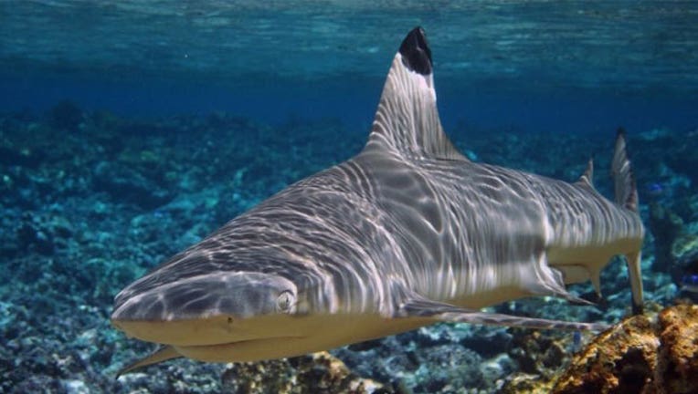 shark_1466214608880.jpg