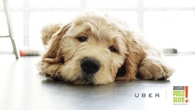 uberpuppies_1447961885904.jpg