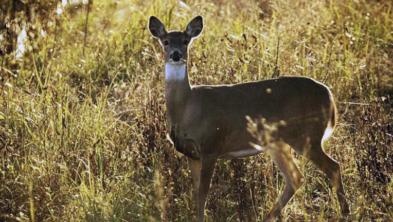 whitetailed deer_1467484089140.jpg