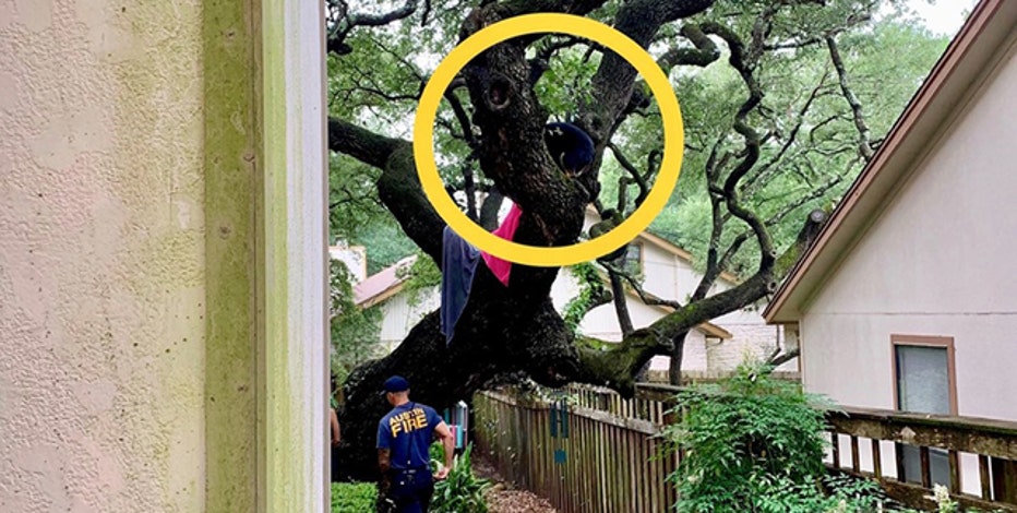 Texas Firefighters Save Dog That Chased Squirrel Up A Tree