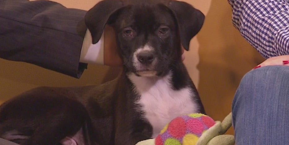 With 'Trump Accounts,' your child could qualify for $1,000: What to know