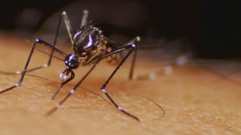 By draining all sources of standing water in and around your property, you reduce the number of places mosquitoes can lay their eggs and breed.