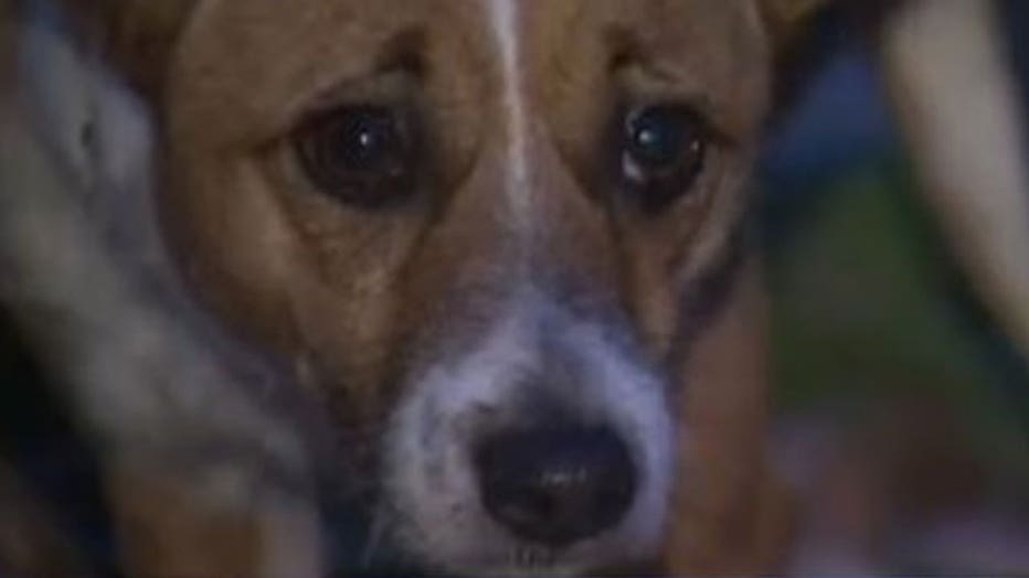 Can you help? Austin Pets Alive! says it needs to find foster homes for 50 dogs until their staffing levels can return to normal. 
