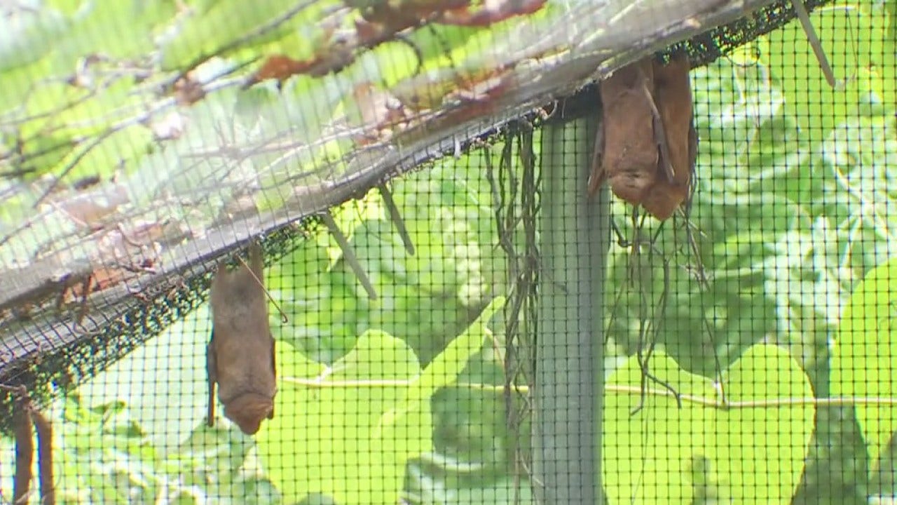 Austin Bat Refuge takes flight, seeing increase in bat intakes FOX 7 Austin