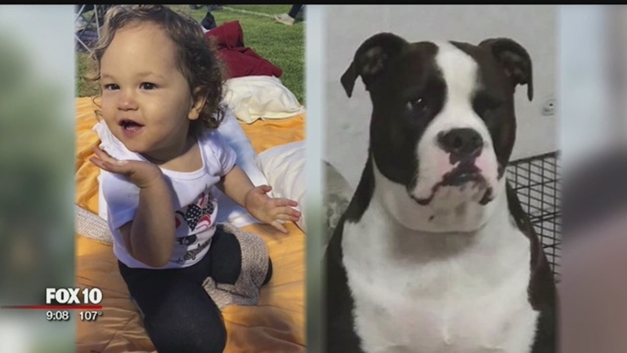 Service dog not allowed on Delta flight from Phoenix to ...