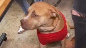 Celebrating National Dog Day