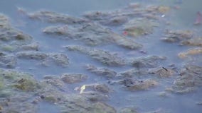 Austin Watershed taking another step to reduce harmful algae