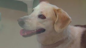 Dog treats linked to salmonella