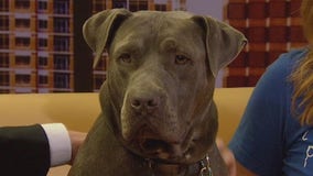 Pet of the Week: Padfoot